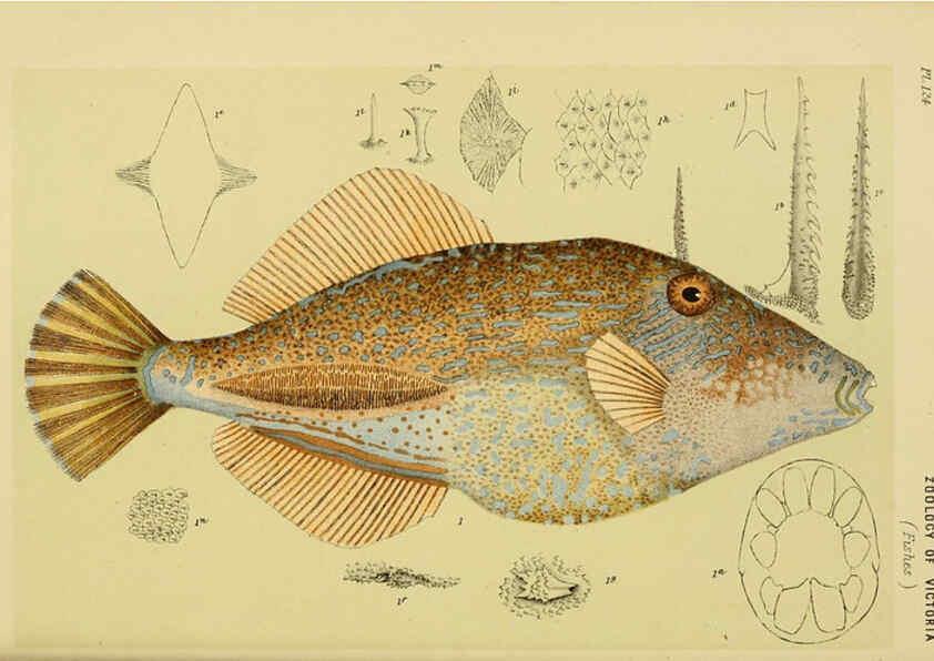 Reproducción/Reproduction 6007968501: Natural history of Victoria. Dec.11-15 Melbourne,J.Ferres, government printer;1885-90