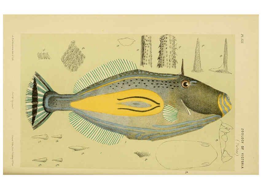 Reproducción/Reproduction 6007968683: Natural history of Victoria. Dec.11-15 Melbourne,J.Ferres, government printer;1885-90