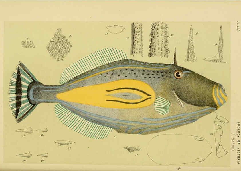 Reproducción/Reproduction 6007968683: Natural history of Victoria. Dec.11-15 Melbourne,J.Ferres, government printer;1885-90