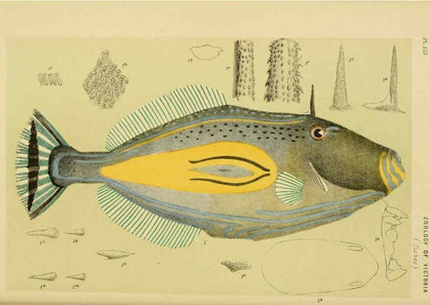 Reproducción/Reproduction 6007968683: Natural history of Victoria. Dec.11-15 Melbourne,J.Ferres, government printer;1885-90