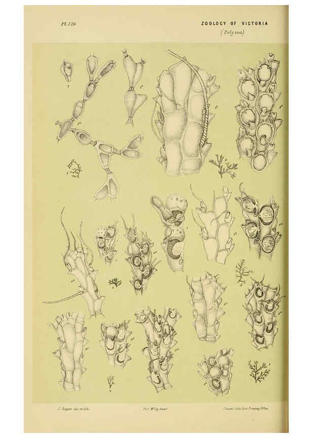Reproducción/Reproduction 6007968825: Natural history of Victoria. Dec.11-15 Melbourne,J.Ferres, government printer;1885-90