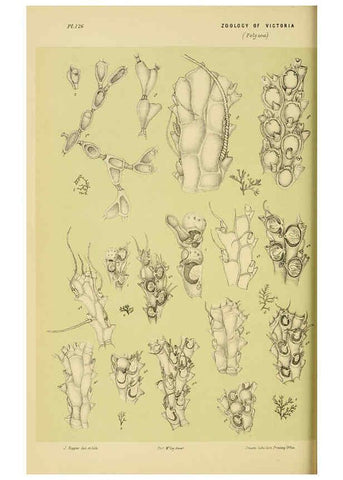 Reproducción/Reproduction 6007968825: Natural history of Victoria. Dec.11-15 Melbourne,J.Ferres, government printer;1885-90