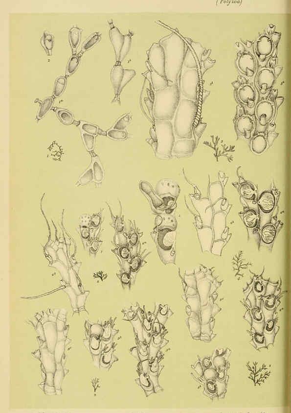 Reproducción/Reproduction 6007968825: Natural history of Victoria. Dec.11-15 Melbourne,J.Ferres, government printer;1885-90