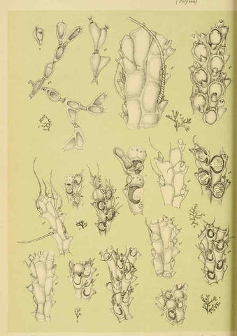 Reproducción/Reproduction 6007968825: Natural history of Victoria. Dec.11-15 Melbourne,J.Ferres, government printer;1885-90