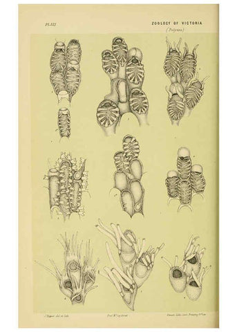 Reproducción/Reproduction 6007968973: Natural history of Victoria. Dec.11-15 Melbourne,J.Ferres, government printer;1885-90