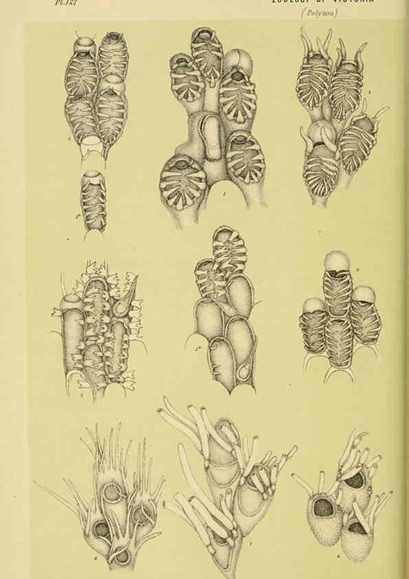 Reproducción/Reproduction 6007968973: Natural history of Victoria. Dec.11-15 Melbourne,J.Ferres, government printer;1885-90