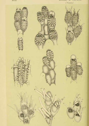 Reproducción/Reproduction 6007968973: Natural history of Victoria. Dec.11-15 Melbourne,J.Ferres, government printer;1885-90