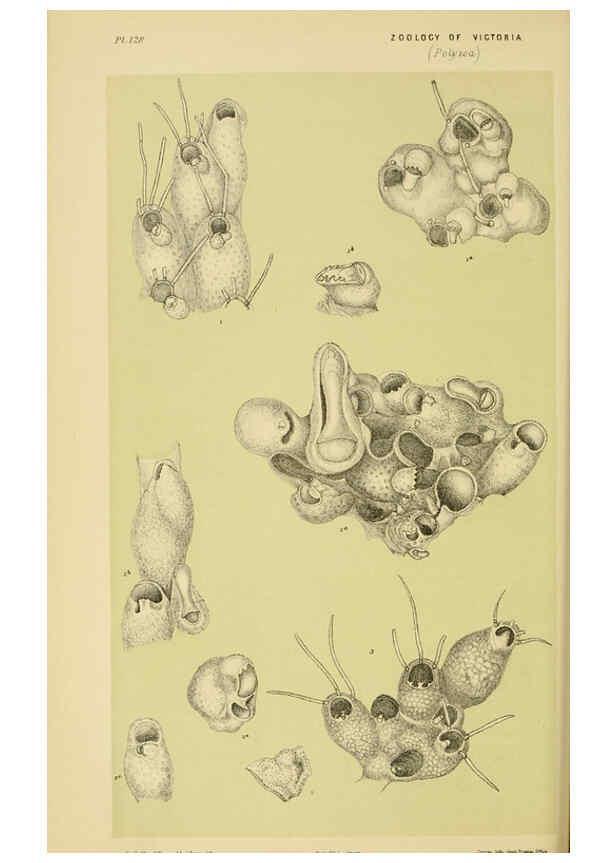 Reproducción/Reproduction 6007969111: Natural history of Victoria. Dec.11-15 Melbourne,J.Ferres, government printer;1885-90