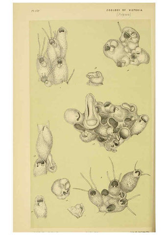 Reproducción/Reproduction 6007969111: Natural history of Victoria. Dec.11-15 Melbourne,J.Ferres, government printer;1885-90