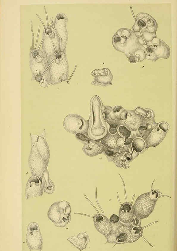 Reproducción/Reproduction 6007969111: Natural history of Victoria. Dec.11-15 Melbourne,J.Ferres, government printer;1885-90