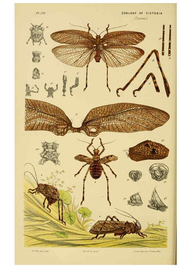 Reproducción/Reproduction 6008516980: Natural history of Victoria. Dec.11-15 Melbourne,J.Ferres, government printer;1885-90
