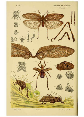 Reproducción/Reproduction 6008516980: Natural history of Victoria. Dec.11-15 Melbourne,J.Ferres, government printer;1885-90