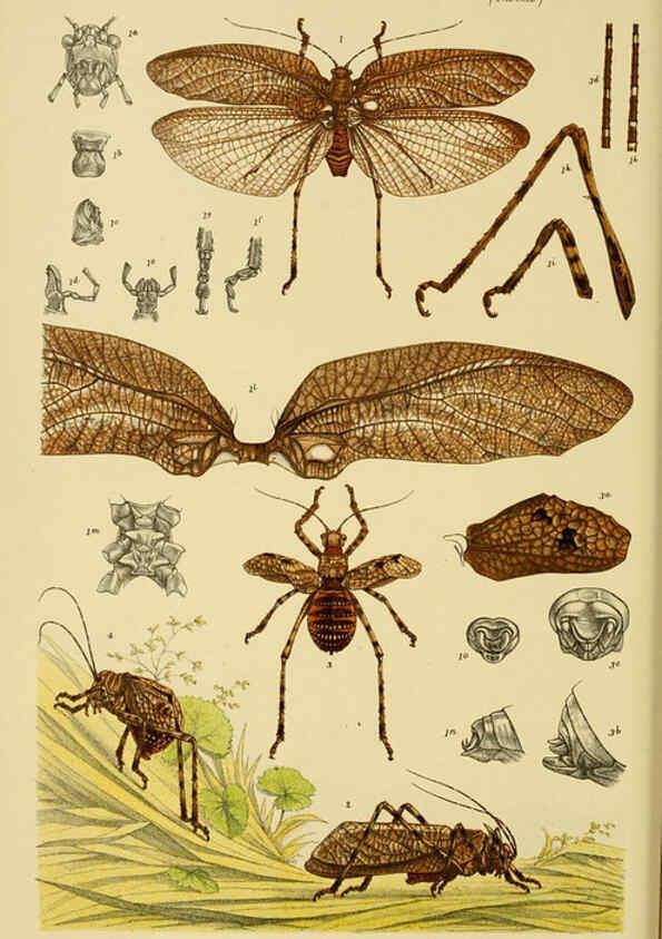 Reproducción/Reproduction 6008516980: Natural history of Victoria. Dec.11-15 Melbourne,J.Ferres, government printer;1885-90