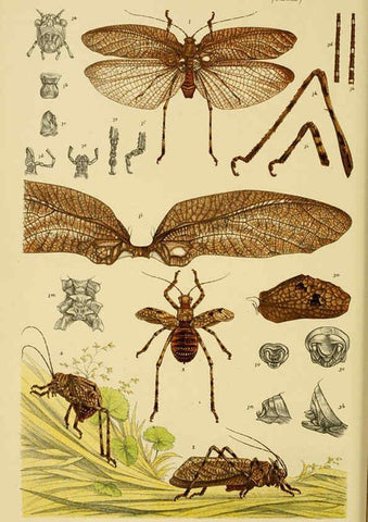Reproducción/Reproduction 6008516980: Natural history of Victoria. Dec.11-15 Melbourne,J.Ferres, government printer;1885-90