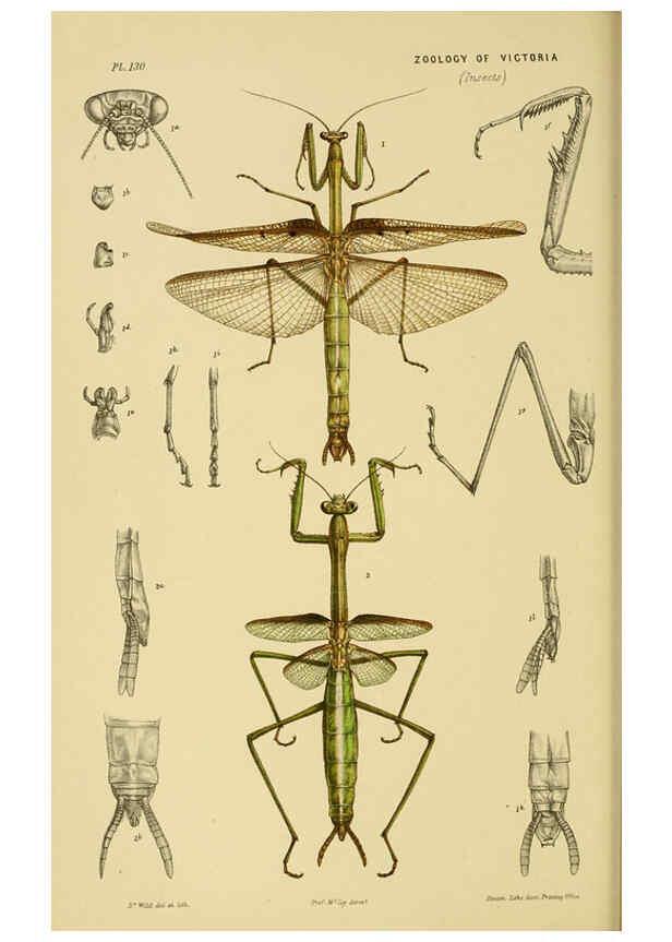 Reproducción/Reproduction 6008517088: Natural history of Victoria. Dec.11-15 Melbourne,J.Ferres, government printer;1885-90