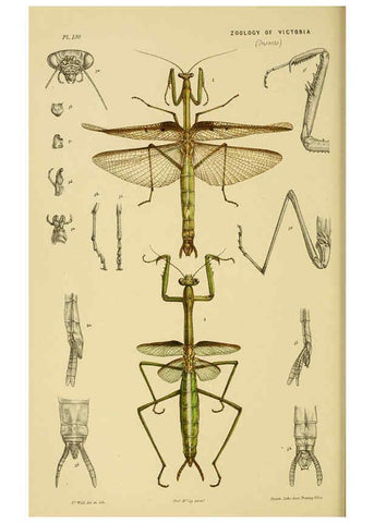 Reproducción/Reproduction 6008517088: Natural history of Victoria. Dec.11-15 Melbourne,J.Ferres, government printer;1885-90