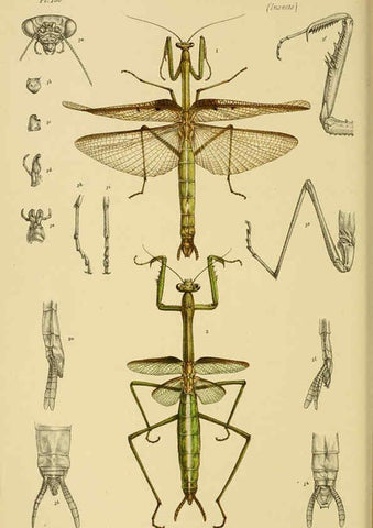 Reproducción/Reproduction 6008517088: Natural history of Victoria. Dec.11-15 Melbourne,J.Ferres, government printer;1885-90