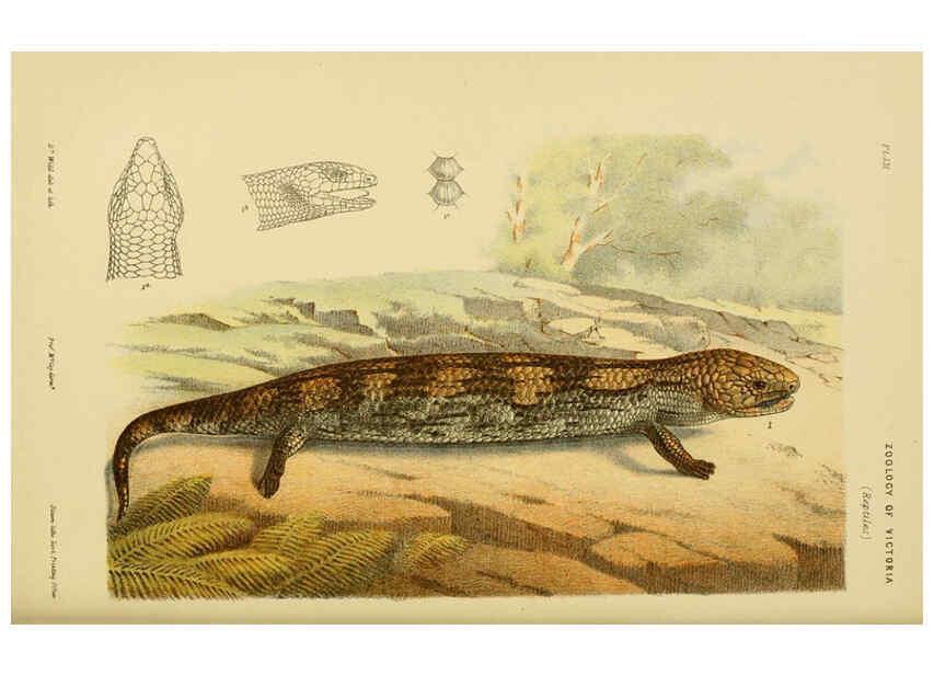 Reproducción/Reproduction 6007969521: Natural history of Victoria. Dec.11-15 Melbourne,J.Ferres, government printer;1885-90