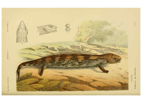 Reproducción/Reproduction 6007969521: Natural history of Victoria. Dec.11-15 Melbourne,J.Ferres, government printer;1885-90