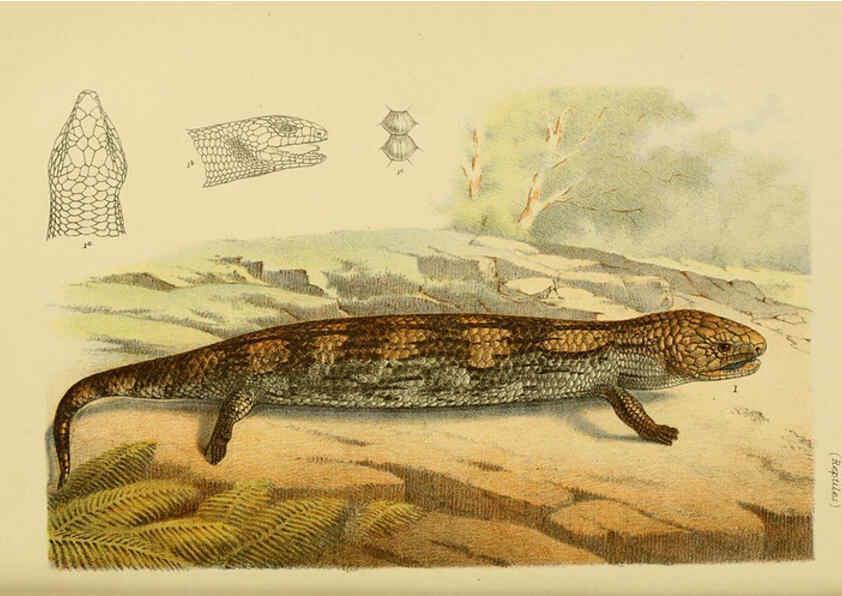 Reproducción/Reproduction 6007969521: Natural history of Victoria. Dec.11-15 Melbourne,J.Ferres, government printer;1885-90