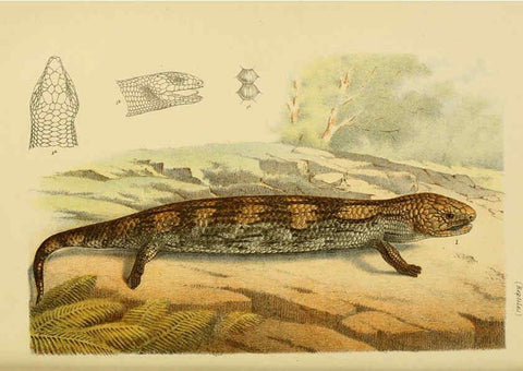 Reproducción/Reproduction 6007969521: Natural history of Victoria. Dec.11-15 Melbourne,J.Ferres, government printer;1885-90
