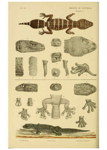 Reproducción/Reproduction 6007969649: Natural history of Victoria. Dec.11-15 Melbourne,J.Ferres, government printer;1885-90