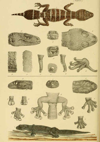 Reproducción/Reproduction 6007969649: Natural history of Victoria. Dec.11-15 Melbourne,J.Ferres, government printer;1885-90