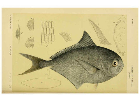 Reproducción/Reproduction 6007969819: Natural history of Victoria. Dec.11-15 Melbourne,J.Ferres, government printer;1885-90