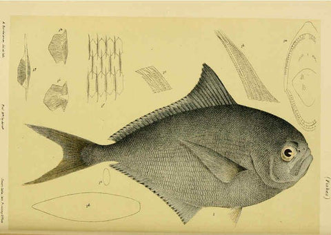 Reproducción/Reproduction 6007969819: Natural history of Victoria. Dec.11-15 Melbourne,J.Ferres, government printer;1885-90