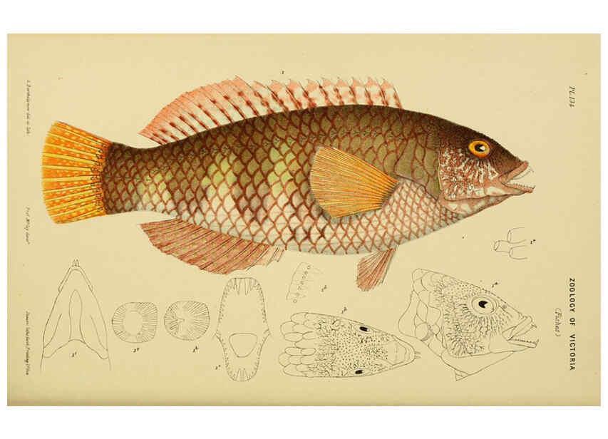 Reproducción/Reproduction 6007969941: Natural history of Victoria. Dec.11-15 Melbourne,J.Ferres, government printer;1885-90