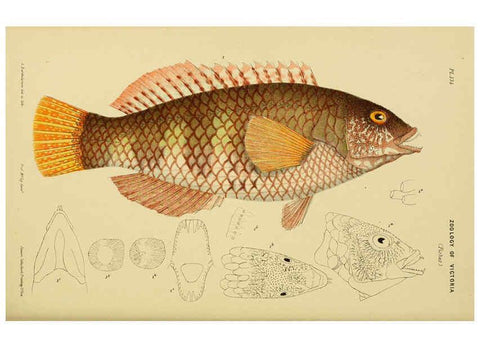 Reproducción/Reproduction 6007969941: Natural history of Victoria. Dec.11-15 Melbourne,J.Ferres, government printer;1885-90