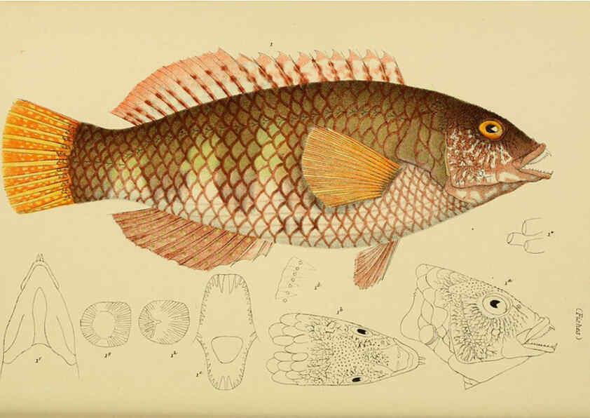 Reproducción/Reproduction 6007969941: Natural history of Victoria. Dec.11-15 Melbourne,J.Ferres, government printer;1885-90