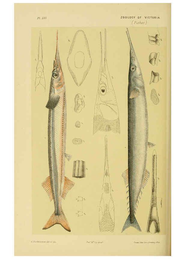 Reproducción/Reproduction 6007970083: Natural history of Victoria. Dec.11-15 Melbourne,J.Ferres, government printer;1885-90
