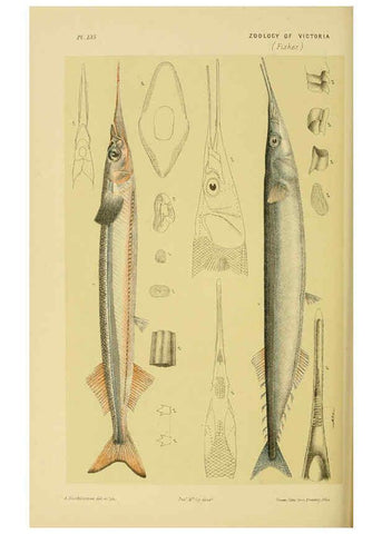 Reproducción/Reproduction 6007970083: Natural history of Victoria. Dec.11-15 Melbourne,J.Ferres, government printer;1885-90