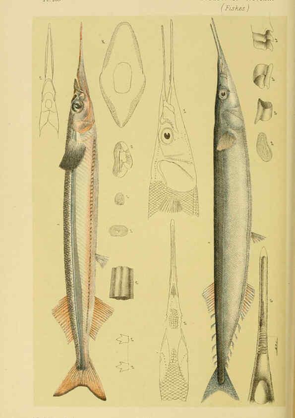 Reproducción/Reproduction 6007970083: Natural history of Victoria. Dec.11-15 Melbourne,J.Ferres, government printer;1885-90