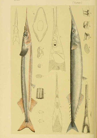 Reproducción/Reproduction 6007970083: Natural history of Victoria. Dec.11-15 Melbourne,J.Ferres, government printer;1885-90