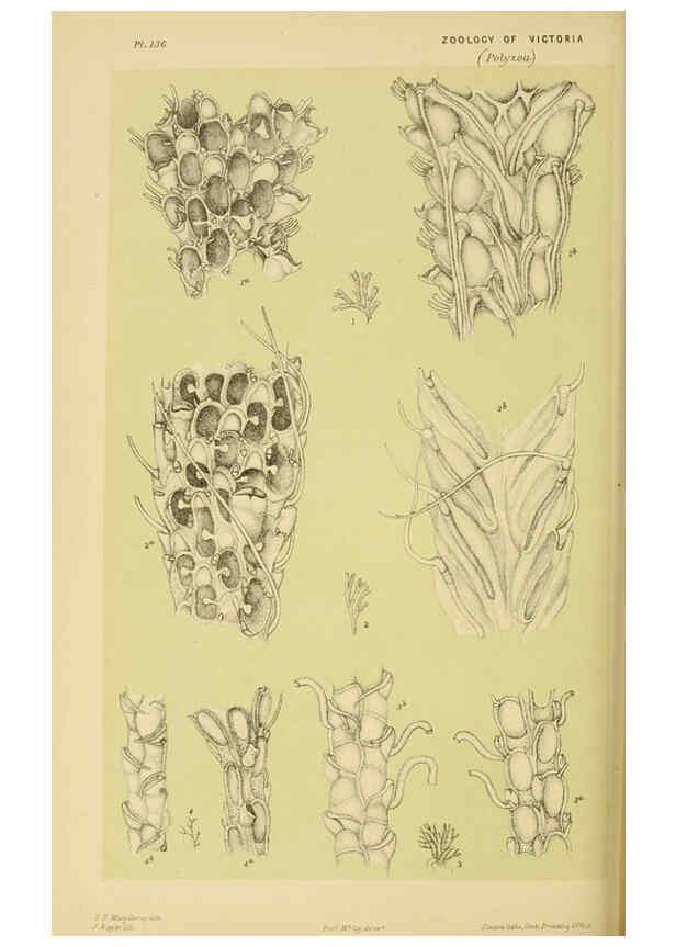 Reproducción/Reproduction 6008517886: Natural history of Victoria. Dec.11-15 Melbourne,J.Ferres, government printer;1885-90