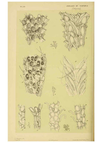 Reproducción/Reproduction 6008517886: Natural history of Victoria. Dec.11-15 Melbourne,J.Ferres, government printer;1885-90