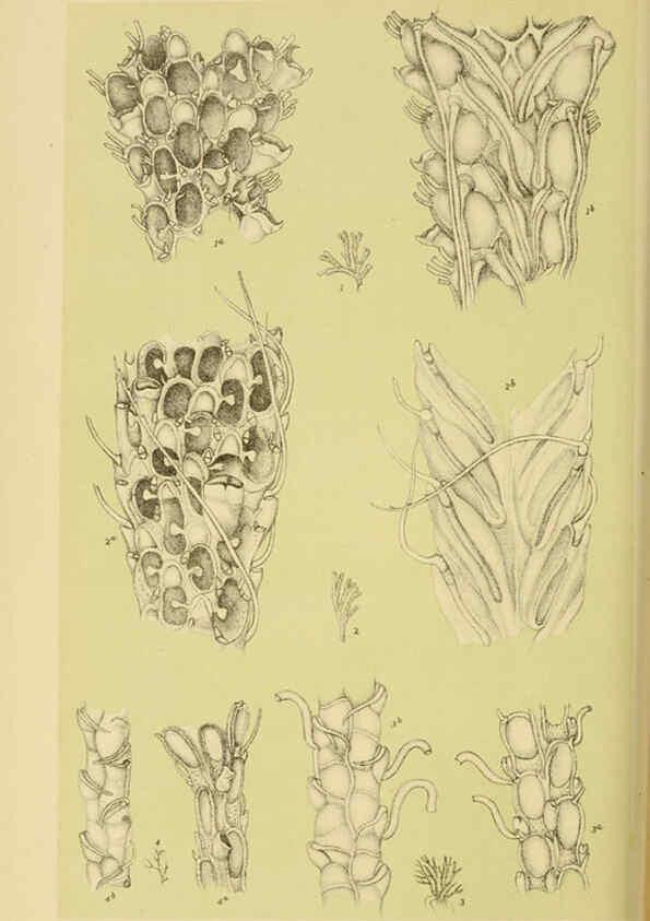 Reproducción/Reproduction 6008517886: Natural history of Victoria. Dec.11-15 Melbourne,J.Ferres, government printer;1885-90