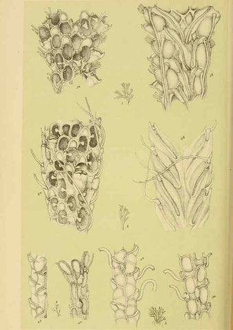 Reproducción/Reproduction 6008517886: Natural history of Victoria. Dec.11-15 Melbourne,J.Ferres, government printer;1885-90