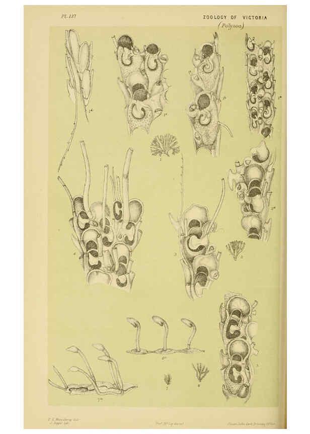 Reproducción/Reproduction 6007970411: Natural history of Victoria. Dec.11-15 Melbourne,J.Ferres, government printer;1885-90