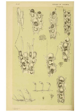 Reproducción/Reproduction 6007970411: Natural history of Victoria. Dec.11-15 Melbourne,J.Ferres, government printer;1885-90