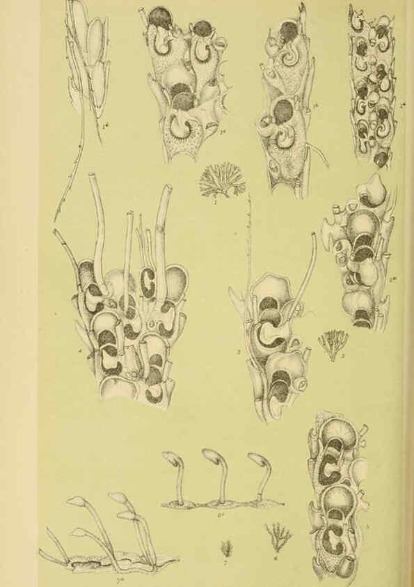 Reproducción/Reproduction 6007970411: Natural history of Victoria. Dec.11-15 Melbourne,J.Ferres, government printer;1885-90