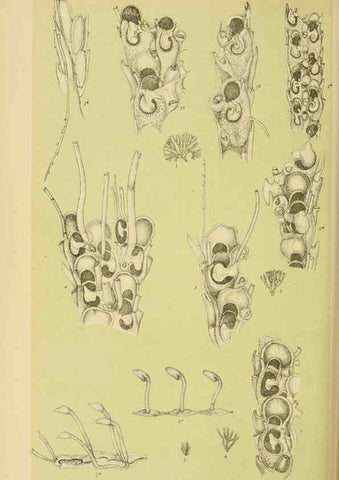 Reproducción/Reproduction 6007970411: Natural history of Victoria. Dec.11-15 Melbourne,J.Ferres, government printer;1885-90