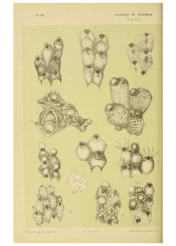 Reproducción/Reproduction 6007970585: Natural history of Victoria. Dec.11-15 Melbourne,J.Ferres, government printer;1885-90
