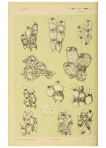 Reproducción/Reproduction 6007970585: Natural history of Victoria. Dec.11-15 Melbourne,J.Ferres, government printer;1885-90