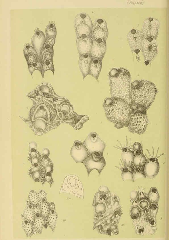 Reproducción/Reproduction 6007970585: Natural history of Victoria. Dec.11-15 Melbourne,J.Ferres, government printer;1885-90