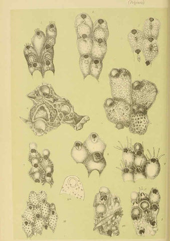 Reproducción/Reproduction 6007970585: Natural history of Victoria. Dec.11-15 Melbourne,J.Ferres, government printer;1885-90