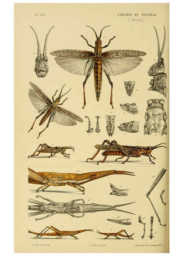 Reproducción/Reproduction 6008518390: Natural history of Victoria. Dec.11-15 Melbourne,J.Ferres, government printer;1885-90