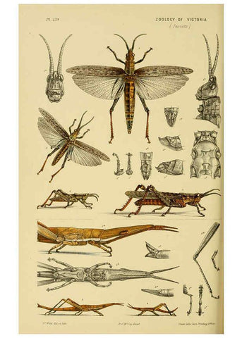 Reproducción/Reproduction 6008518390: Natural history of Victoria. Dec.11-15 Melbourne,J.Ferres, government printer;1885-90